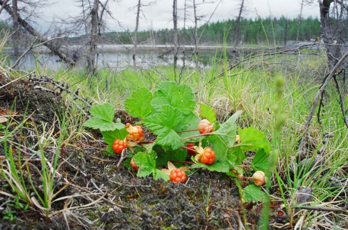 Тундра - описание, животные тундры, растения тундры