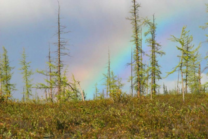 Тундра - описание, животные тундры, растения тундры
